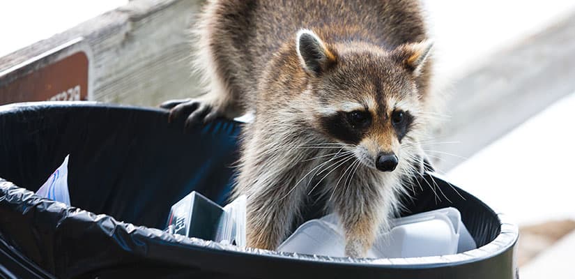 Raccoon Removal Services
