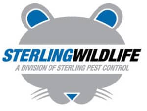 Animal Control Service In Orlando | Sterling Wildlife